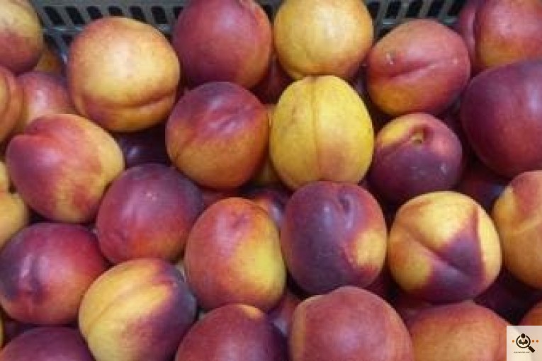میوه فروشی معرفت در نجف آباد