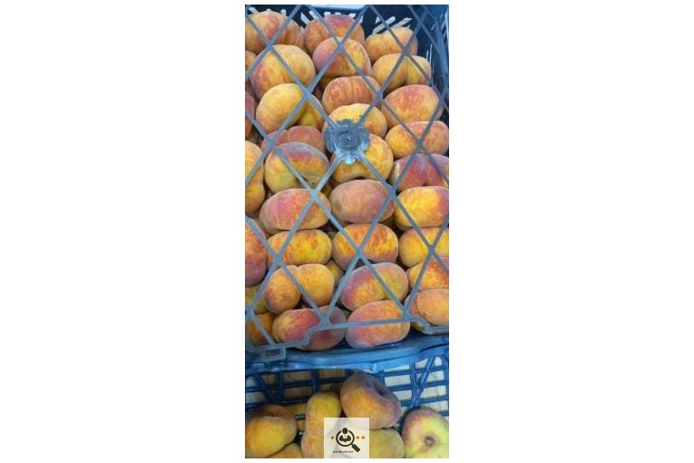 میوه فروشی معرفت در نجف آباد