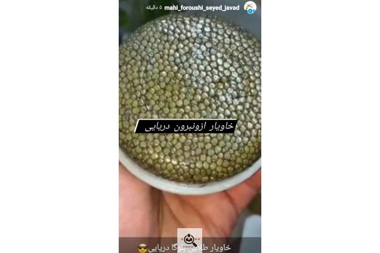 خرید و فروش ماهی سید جواد در بندرانزلی