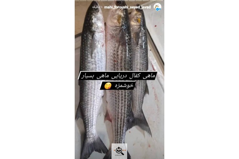 خرید و فروش ماهی سید جواد در بندرانزلی