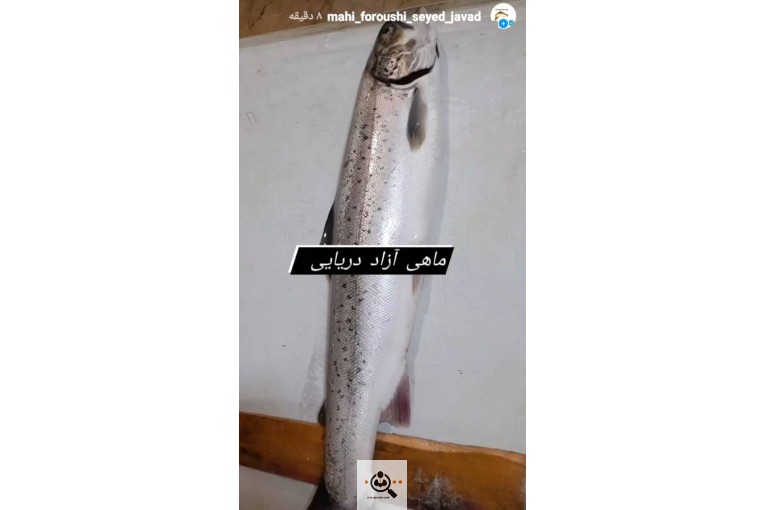 خرید و فروش ماهی سید جواد در بندرانزلی