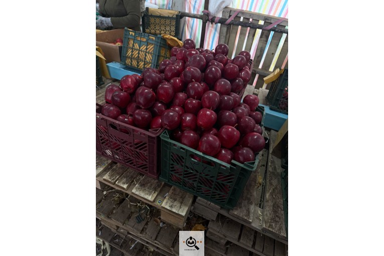 صادرات و واردات موز و سیب و انواع محصولات کشاورزی آقازاده در میاندوآب