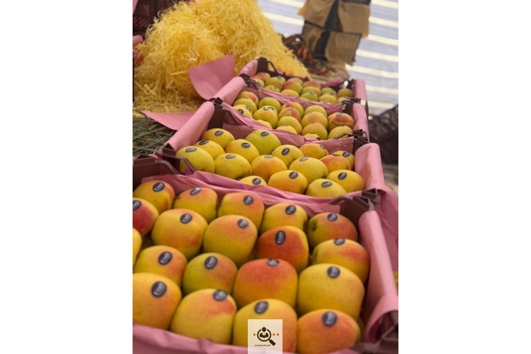 صادرات و واردات موز و سیب و انواع محصولات کشاورزی آقازاده در میاندوآب