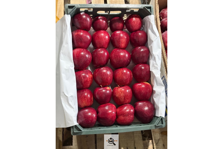 صادرات و واردات موز و سیب و انواع محصولات کشاورزی آقازاده در میاندوآب