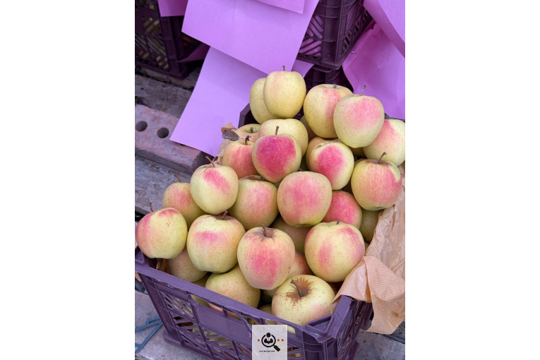 صادرات و واردات موز و سیب و انواع محصولات کشاورزی آقازاده در میاندوآب