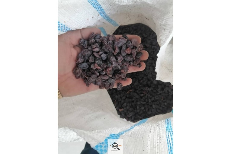 فروشگاه دنياي كشمش در شيراز