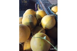 خرید و فروش میوه صیفی جات رضایی در دزفول