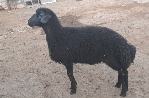 دامداری افشار در زنجان