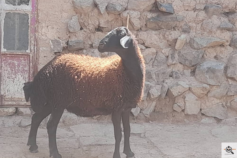 دامداری افشار در زنجان