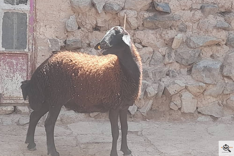 دامداری افشار در زنجان