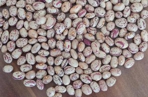 خرید و فروش حبوبات و خشکبار محسن در اراک