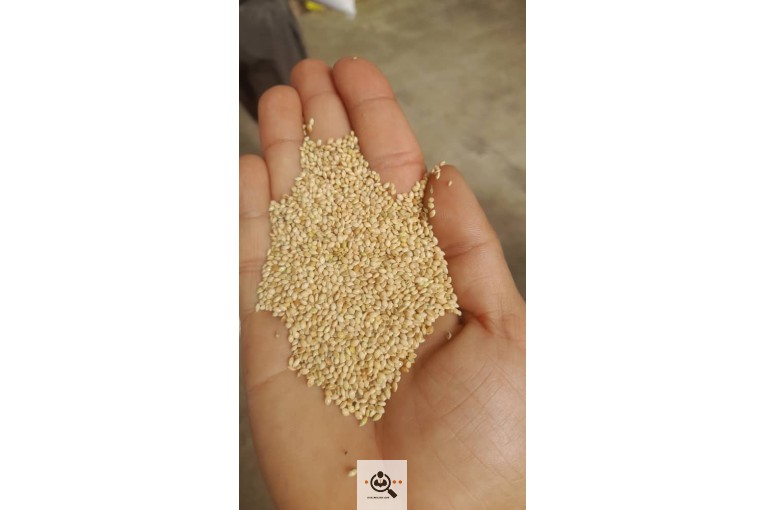بوجاری دانه عبدالهی در قم