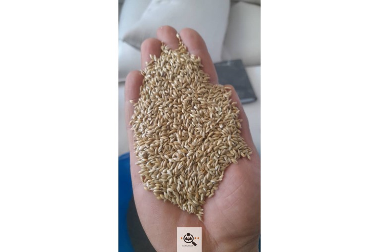 بوجاری دانه عبدالهی در قم