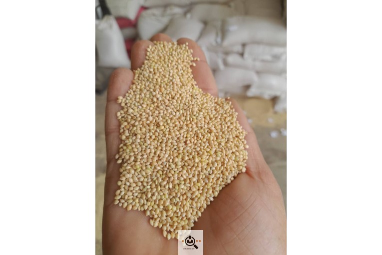 بوجاری دانه عبدالهی در قم