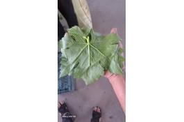 محصولات کشاورزی و انگور و انار شجاعی در کاشمر