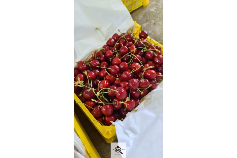 محصولات کشاورزی و انگور و انار شجاعی در کاشمر