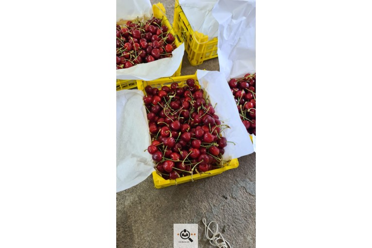 محصولات کشاورزی و انگور و انار شجاعی در کاشمر