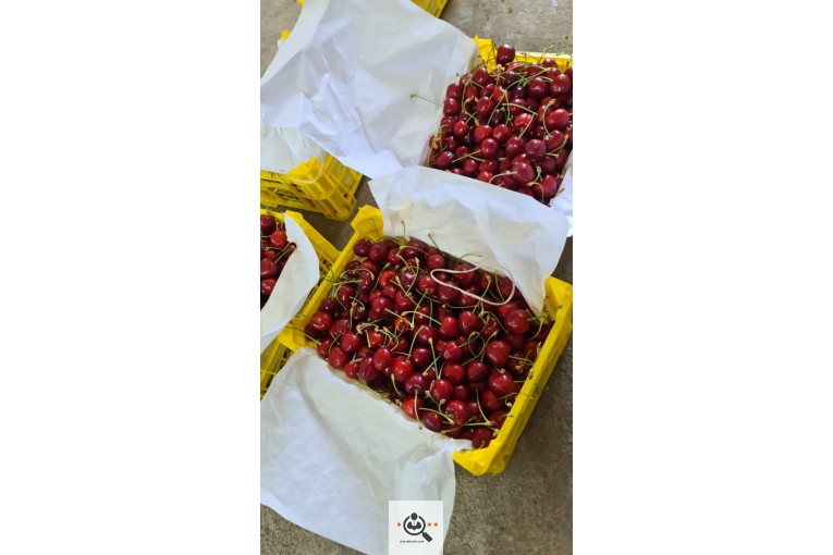 محصولات کشاورزی و انگور و انار شجاعی در کاشمر
