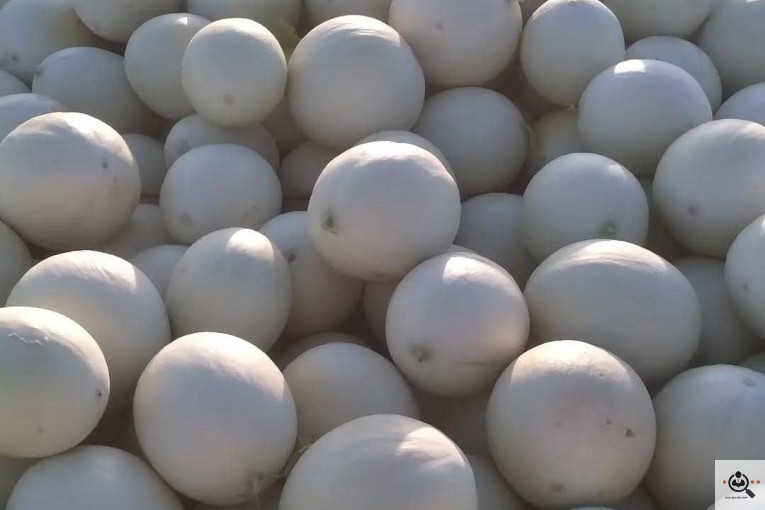 صادرات میوه تره بار حسینی در کرج