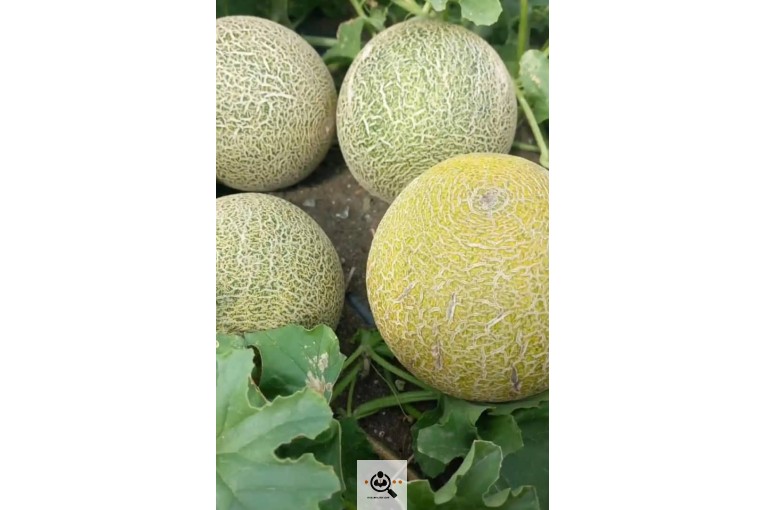 صادرات میوه تره بار حسینی در کرج