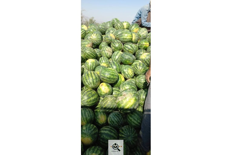 محصولات کشاورزی میوه تره بار و خرما وزیری در جیرفت
