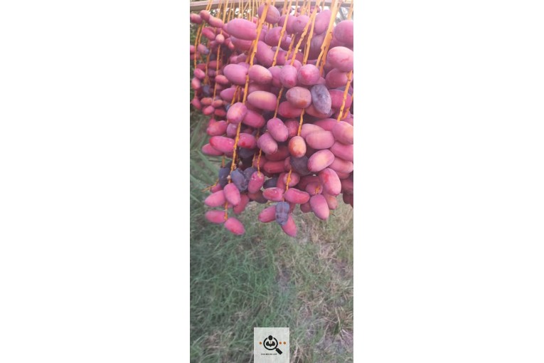 محصولات کشاورزی میوه تره بار و خرما وزیری در جیرفت