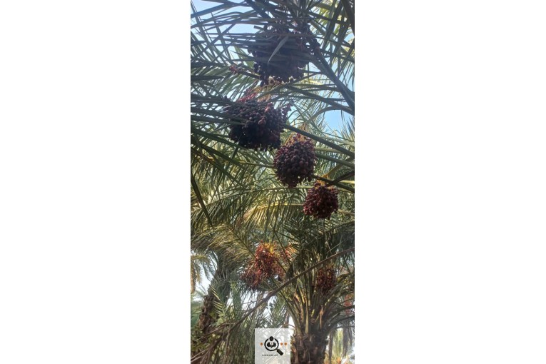 محصولات کشاورزی میوه تره بار و خرما وزیری در جیرفت