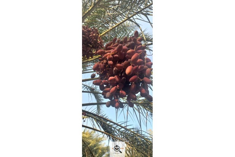 محصولات کشاورزی میوه تره بار و خرما وزیری در جیرفت