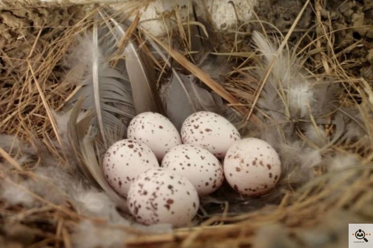 عمده فروشی تخم مرغ و ترشیجات بیگی در اصفهان
