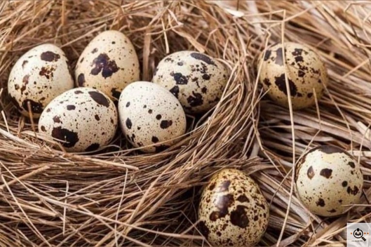 عمده فروشی تخم مرغ و ترشیجات بیگی در اصفهان