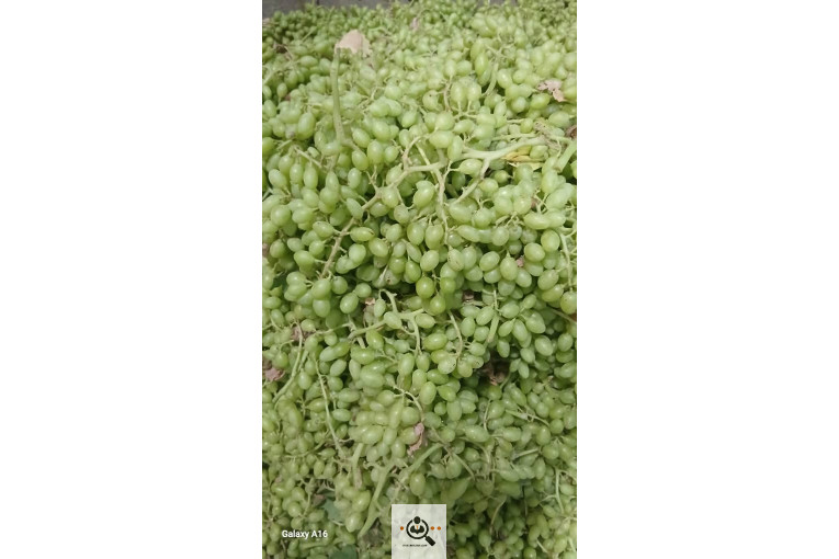 تولید و پخش ترشیجات سنتی محمدی در همدان