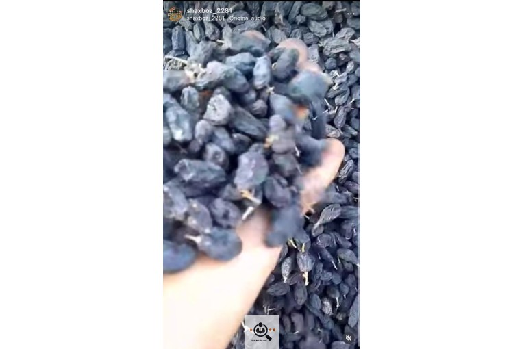 کشمش تک ملکان در آذربایجان شرقی