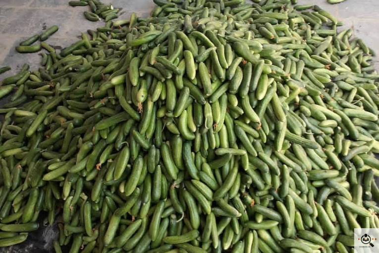 پخش شوریجات و ترشیجات تک و توک در همدان