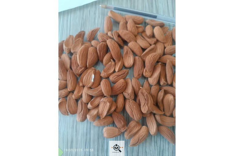 خرید و فروش انواع بادام و مغز بادام در نجف آباد