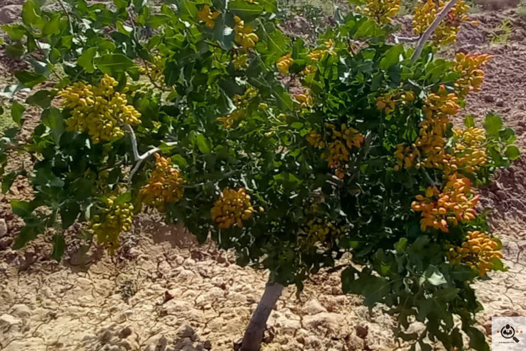 زعفران و خشکبار سید قائنات