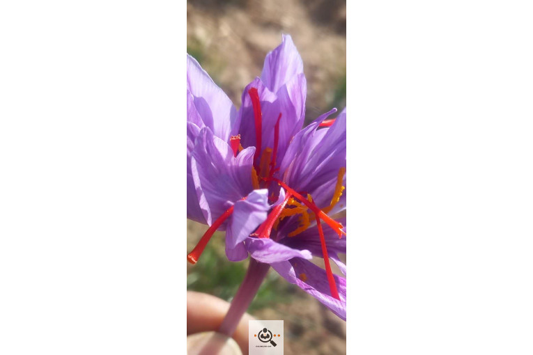 زعفران و خشکبار سید قائنات