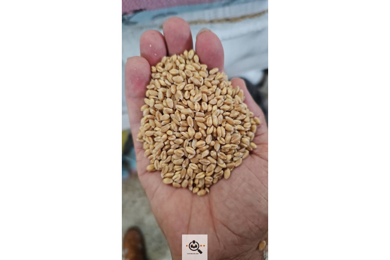 بازرگانی حبوبات و غلات خلیلی در لرستان