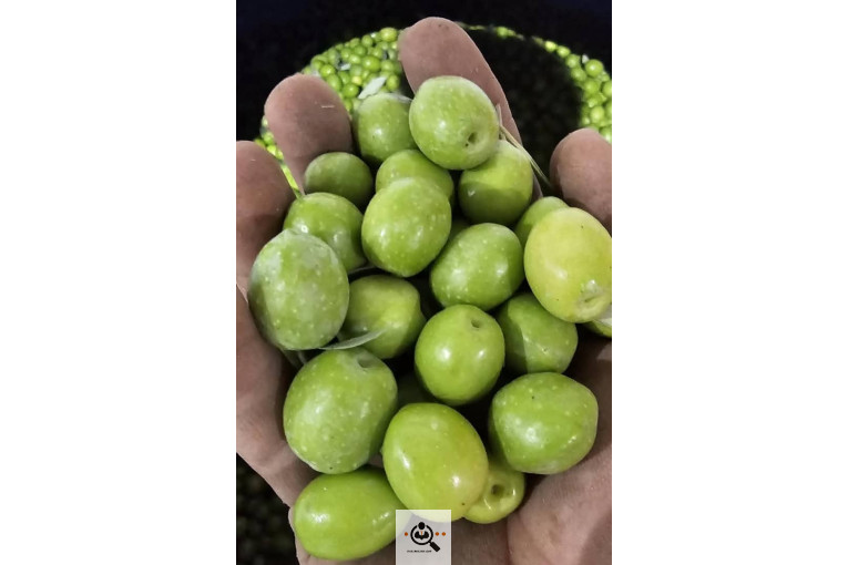 شرکت زیتون همیشه سبز حلما هیما (نیکا) در زنجان