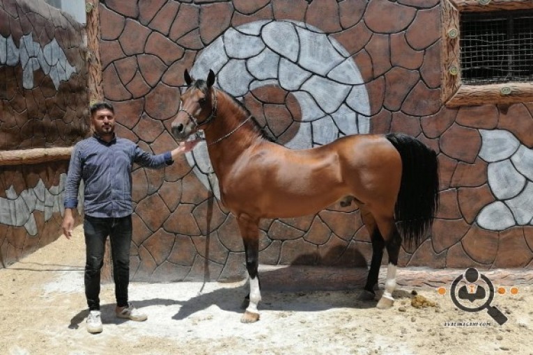 باشگاه سوارکاری اسب آتش در نجف آباد