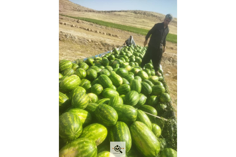 تامین کننده محصولات کشاورزی کهنوج تره بار در هرمزگان