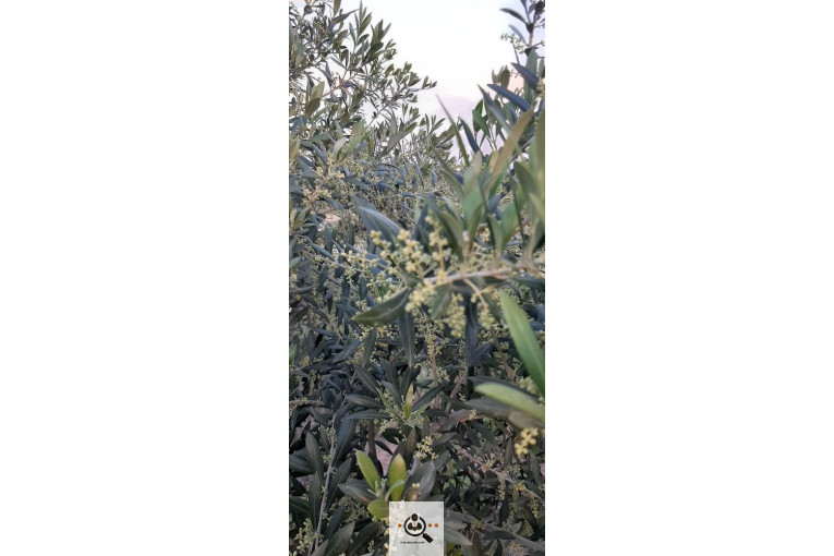 پخش زیتون سید مهدی شفیعی در طارم