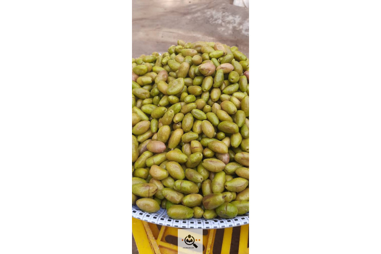 پخش زیتون سید مهدی شفیعی در طارم