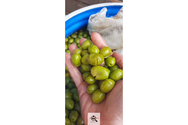 پخش زیتون سید مهدی شفیعی در طارم