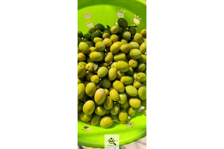 پخش زیتون سید مهدی شفیعی در طارم