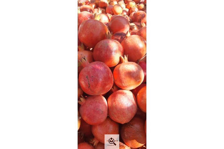 پخش زیتون سید مهدی شفیعی در طارم