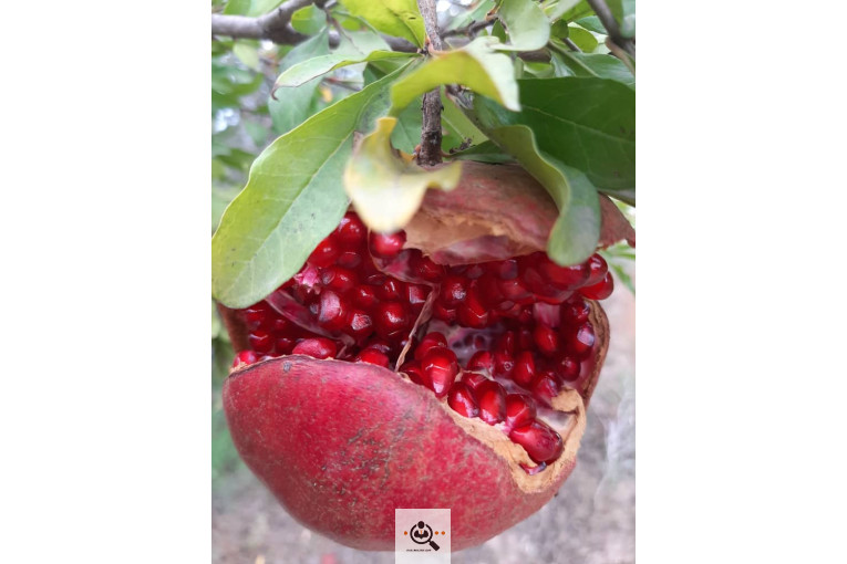 پخش زیتون سید مهدی شفیعی در طارم