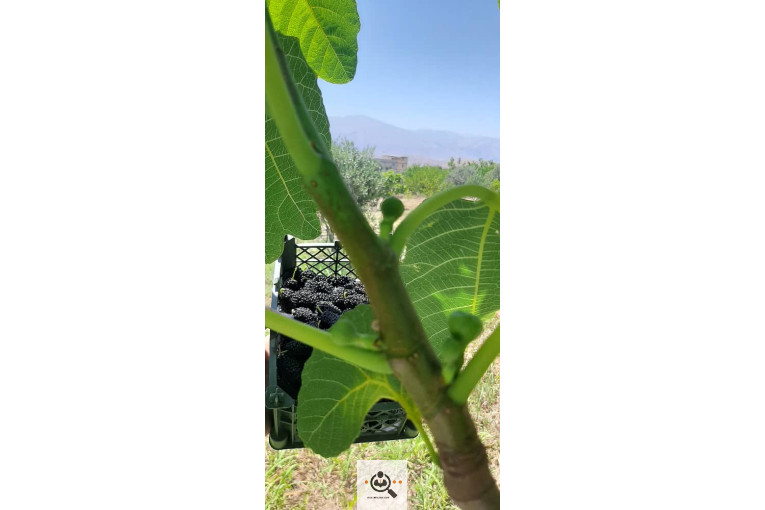 پخش زیتون سید مهدی شفیعی در طارم