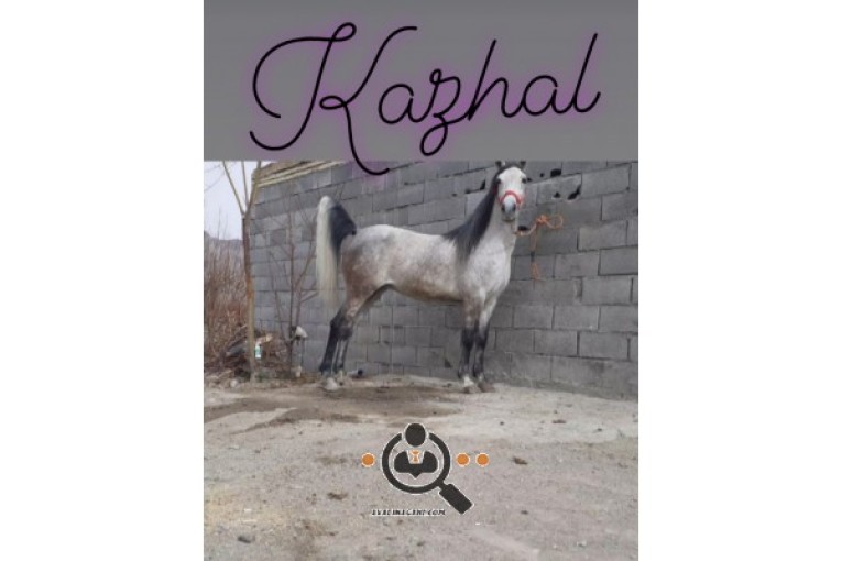 مجموعه پرورش اسب کژال در اصفهان