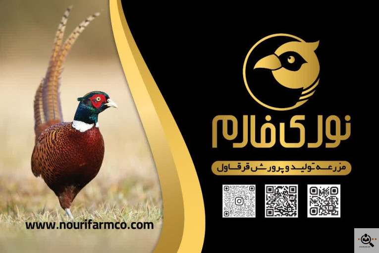 شرکت تعاونی تولید و پرورش قرقاول دالانکوه (نوری فارم)