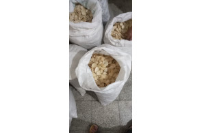 پخش خشکبار موسیر در نجف آباد